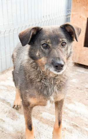 Adopter Lalae