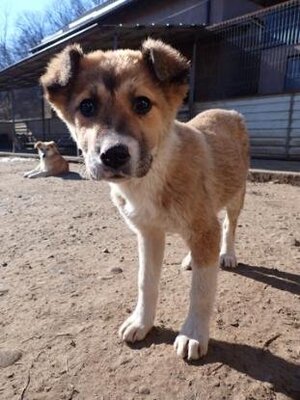 Adopter Laly
