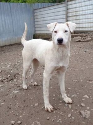 Adopter Laponie
