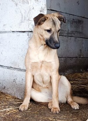 Adopter Latté