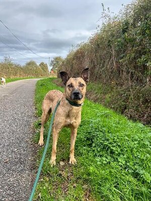 Adopter Laya