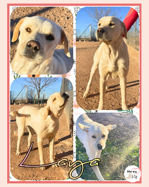Adopter Laya