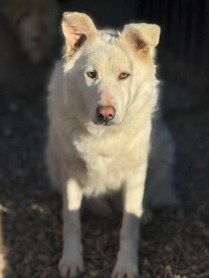 Adopter Leika