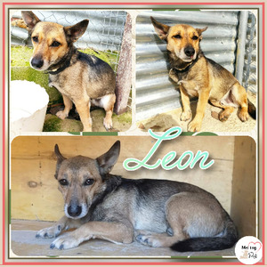 Adopter Leon