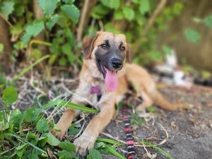 Adopter Leshka