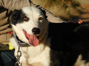 Adopter Leta