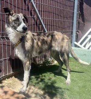 Adopter Letizia