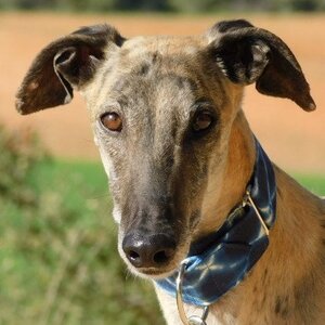 Adopter Levante
