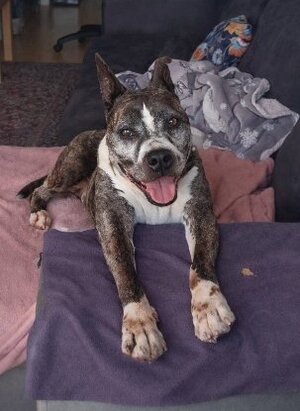 Adopter Leycko
