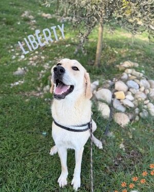 Adopter Liberty