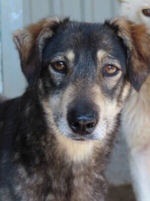 Adopter Lila