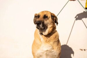 Adopter Lila