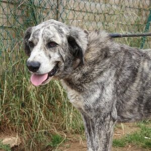 Adopter Liliya