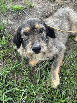 Adopter Lilly
