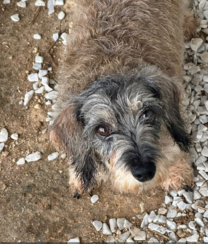 Adopter Lilou, Teckel à adopter!