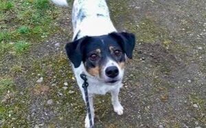 Adopter Lily