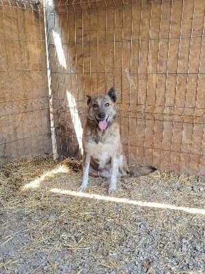 Adopter Lina