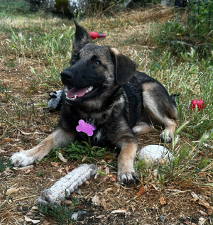 Adopter Linaé