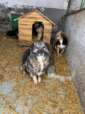 Adopter Linaya