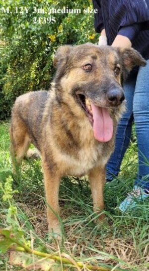 Adopter Lincoln