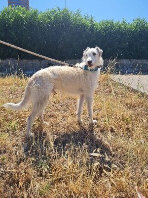 Adopter Lino