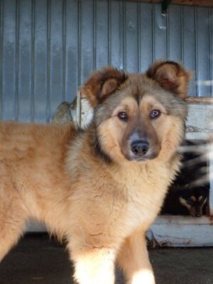 Adopter Liorah