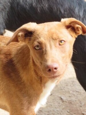 Adopter Lipova