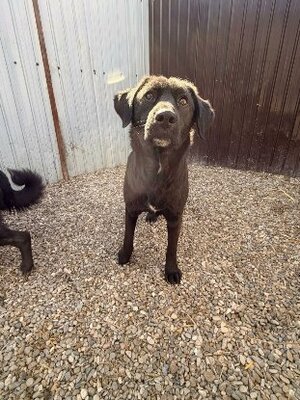 Adopter Lise