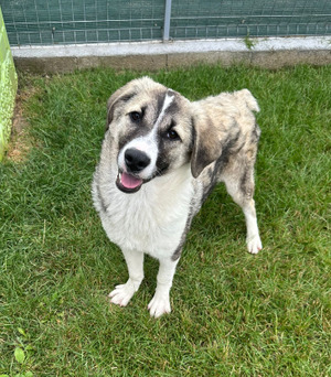 Adopter Lisette
