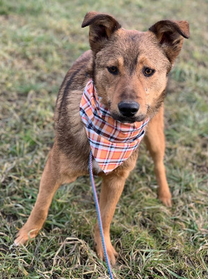 Adopter Livy