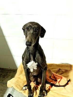 Adopter Logan