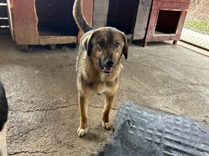 Adopter Lola