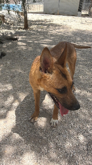Adopter Lola