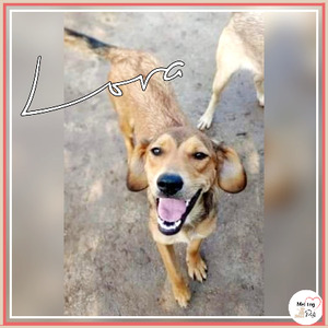 Adopter Lora