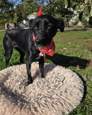 Adopter Loraa