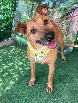 Adopter Loula