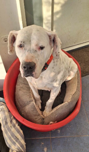 Adopter Louna