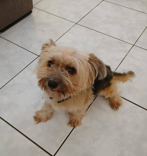 Adopter Louna