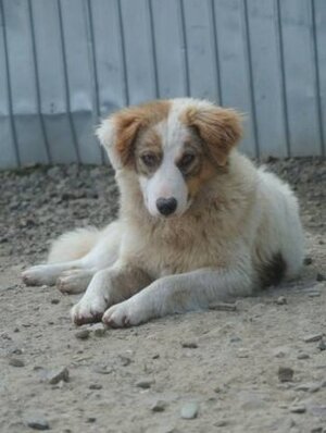 Adopter Loyd
