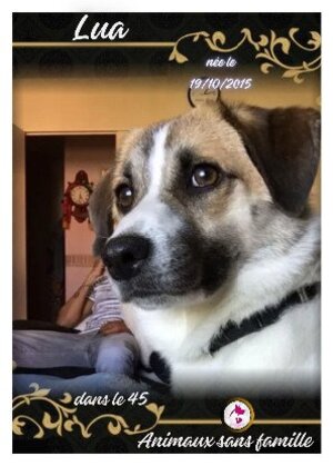 Adopter Lua