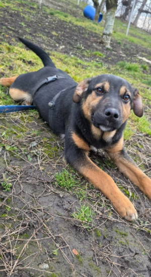 Adopter Lucas