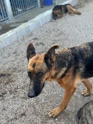 Adopter Luci