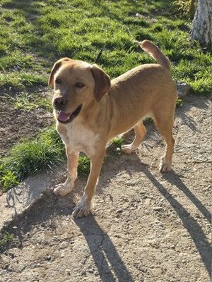 Adopter Lucky