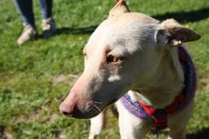 Adopter Lukas