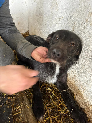 Adopter Luline