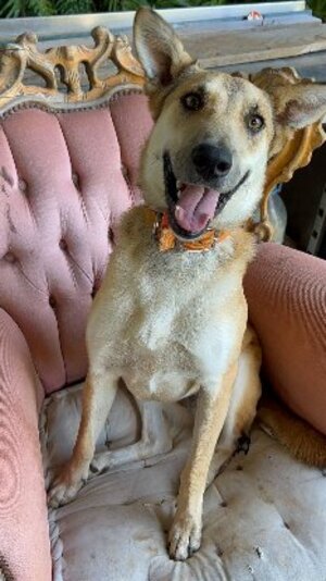 Adopter Lulune