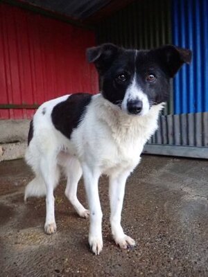 Adopter Luma