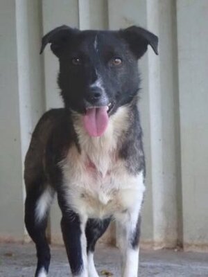 Adopter Luna