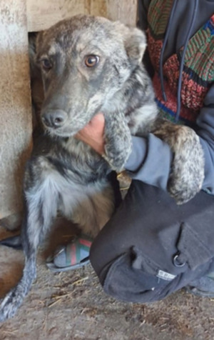 Adopter Lunelle