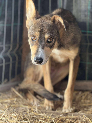 Adopter Lupa